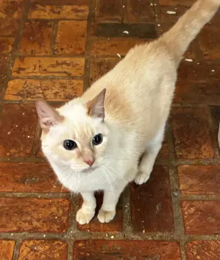 Kitty, front declawed