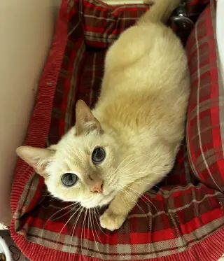 Kitty, front declawed
