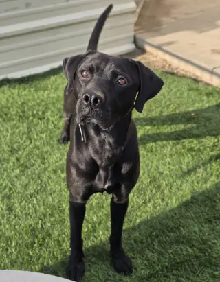 Milo