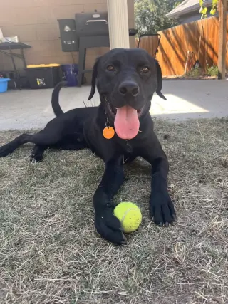 Milo