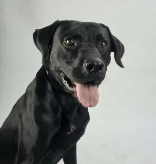 Milo