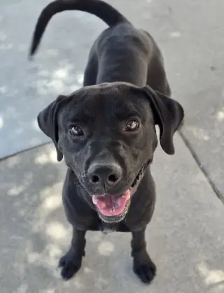 Milo