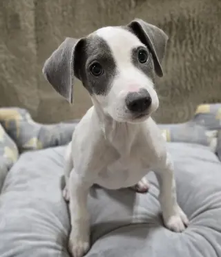 Bella