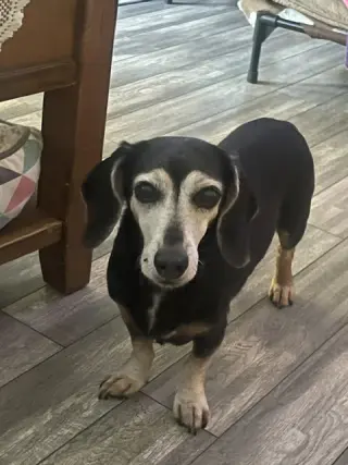 Baby San Diego (bonded with Snuggles)