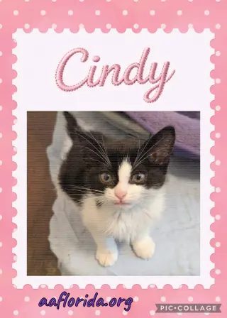 Cindy