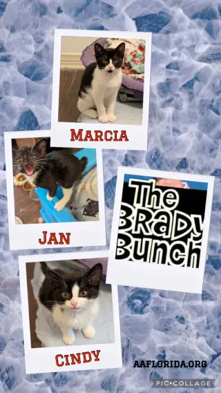 Marcia
