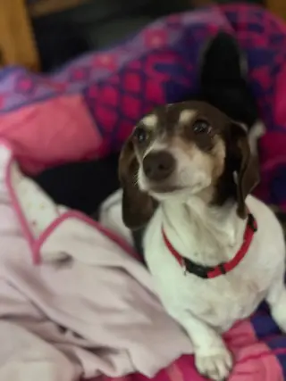 Snuggles San Diego  (bonded with Baby)