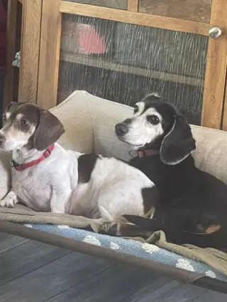 Snuggles San Diego  (bonded with Baby)