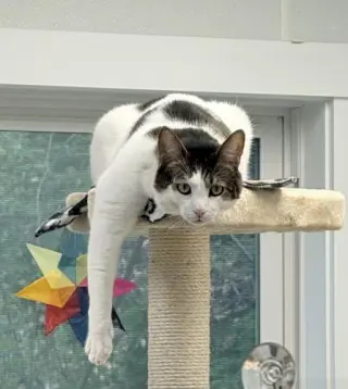 Griffin