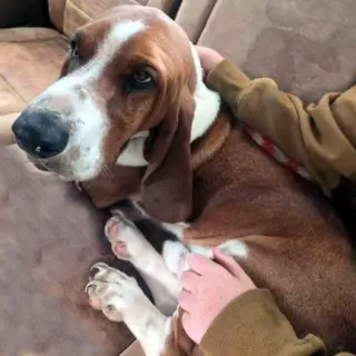 CASEY - ADOPTION PENDING!