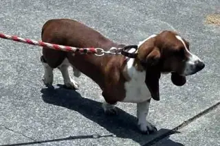 CASEY - ADOPTION PENDING!