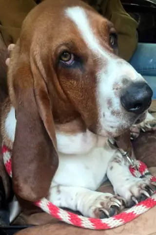 CASEY - ADOPTION PENDING!