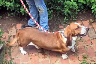 CASEY - ADOPTION PENDING!