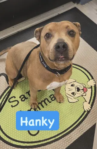 Hanky