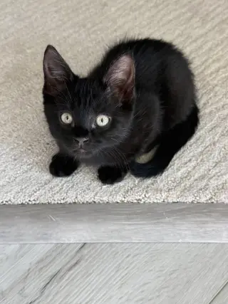 Luna Stone