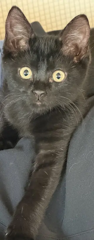Luna Stone