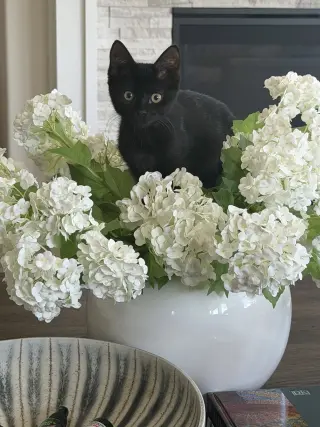 Luna Stone