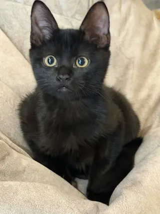 Luna Stone