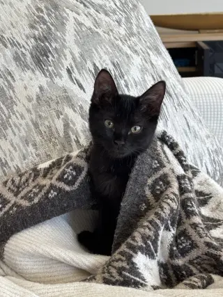 Luna Stone