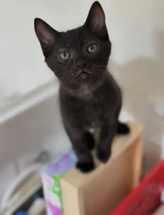 Jiji