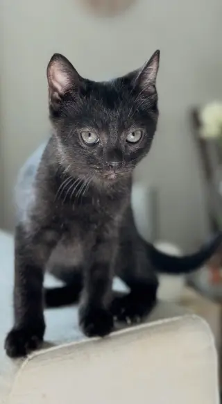 Jiji