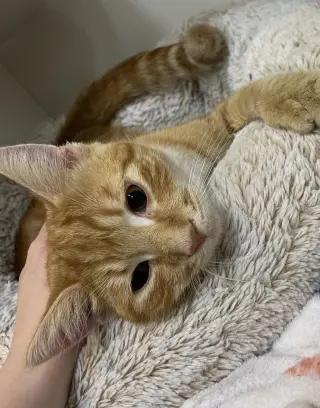 Baylor