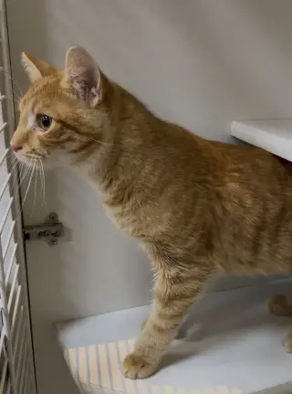 Baylor
