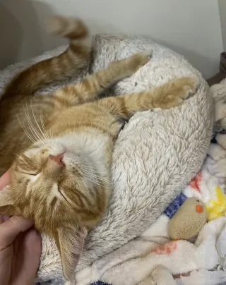 Baylor