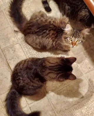 Maine coon brothers