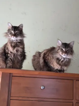 Maine coon brothers