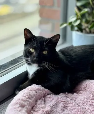 Catsby!