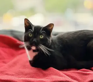 Catsby!