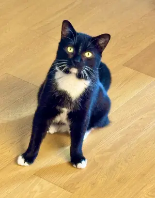 Catsby!
