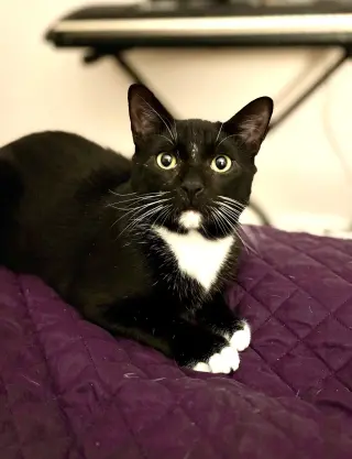 Catsby!