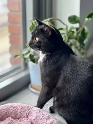 Catsby!