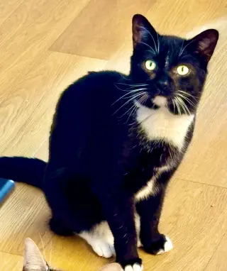 Catsby!
