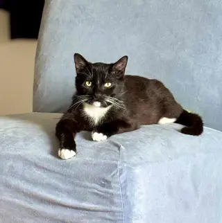Catsby!