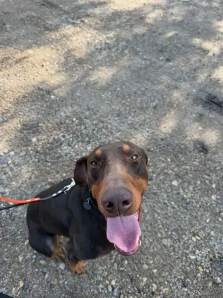 Atlas aka Doby