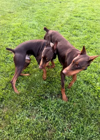Atlas aka Doby