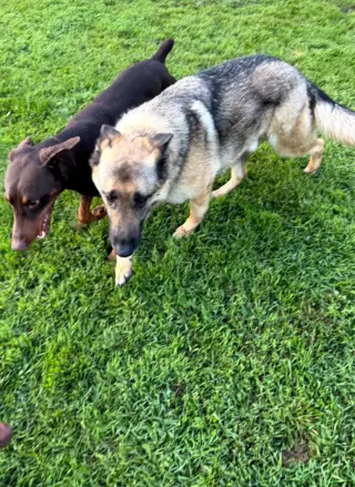 Atlas aka Doby