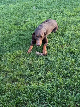 Atlas aka Doby
