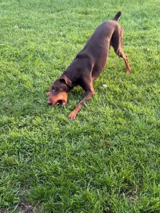 Atlas aka Doby
