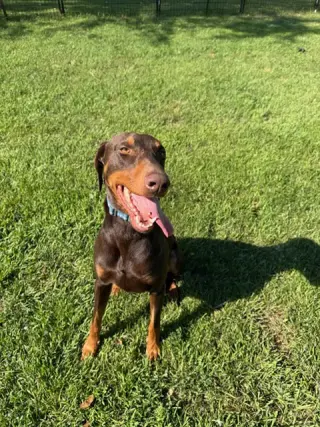 Atlas aka Doby