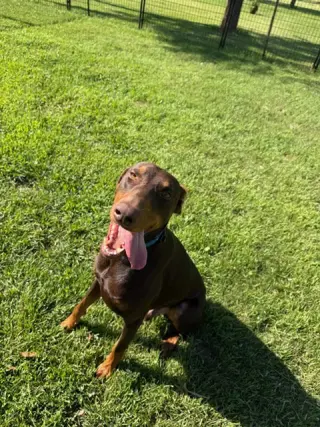 Atlas aka Doby
