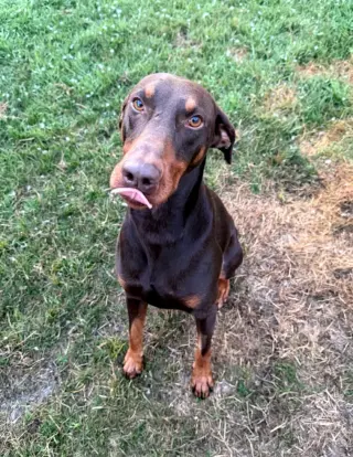 Atlas aka Doby