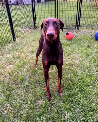 Atlas aka Doby