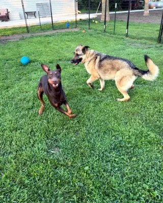 Atlas aka Doby