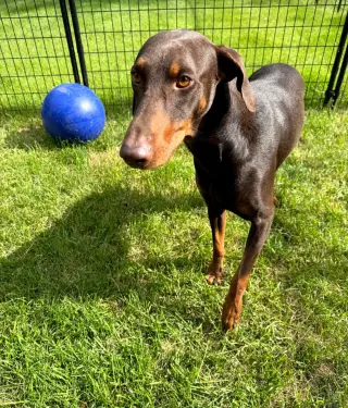 Atlas aka Doby