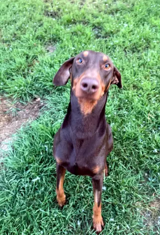 Atlas aka Doby