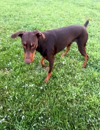 Atlas aka Doby